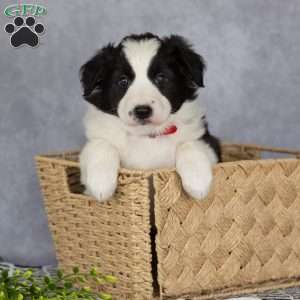 Cassie, Border Collie Puppy