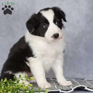 Cassie, Border Collie Puppy