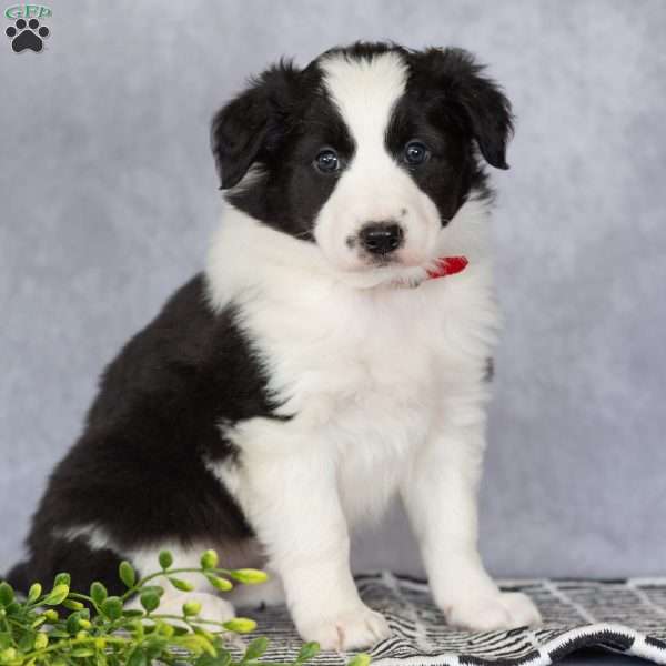 Cassie, Border Collie Puppy