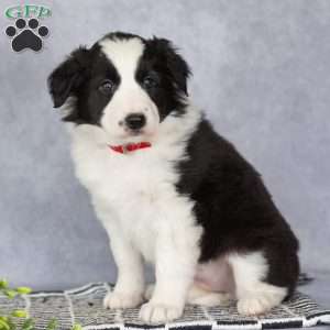 Cassie, Border Collie Puppy