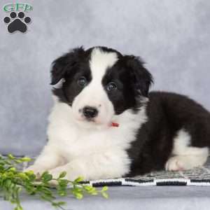 Cassie, Border Collie Puppy