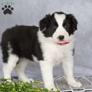 Cassie, Border Collie Puppy
