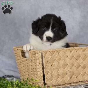 Captain, Border Collie Puppy