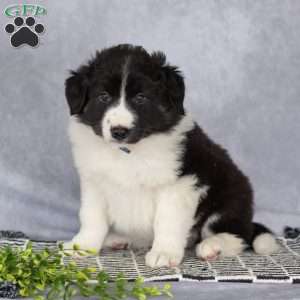 Captain, Border Collie Puppy
