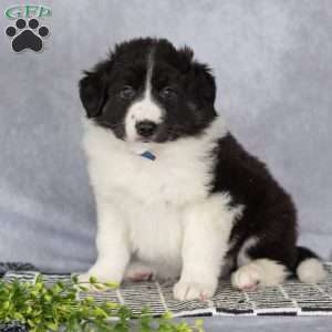 Captain, Border Collie Puppy