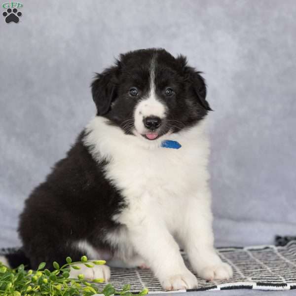 Captain, Border Collie Puppy