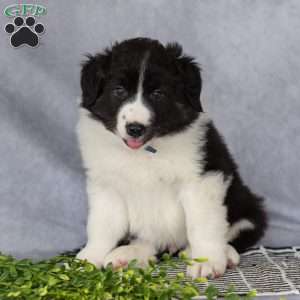 Captain, Border Collie Puppy