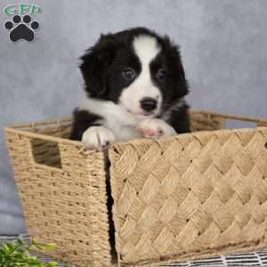 Clara, Border Collie Puppy