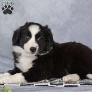 Clara, Border Collie Puppy