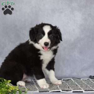 Clara, Border Collie Puppy