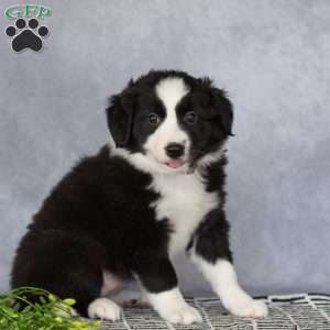Clara, Border Collie Puppy