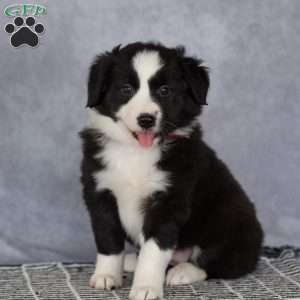 Clara, Border Collie Puppy