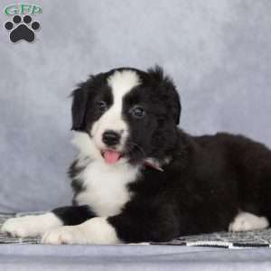 Clara, Border Collie Puppy