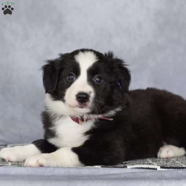 Clara, Border Collie Puppy