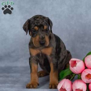 Roger, Doberman Mix Puppy