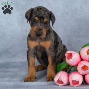 Roger, Doberman Mix Puppy