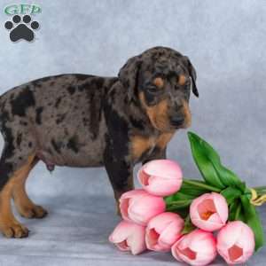Roger, Doberman Mix Puppy