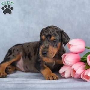 Roger, Doberman Mix Puppy