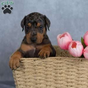 Roger, Doberman Mix Puppy