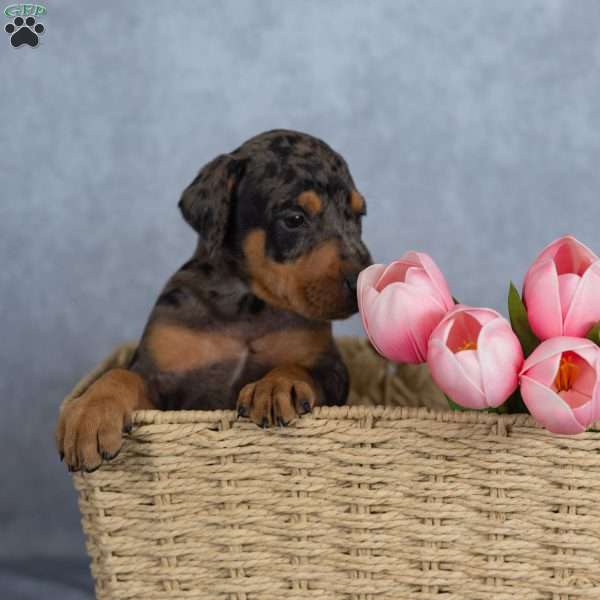 Roger, Doberman Mix Puppy