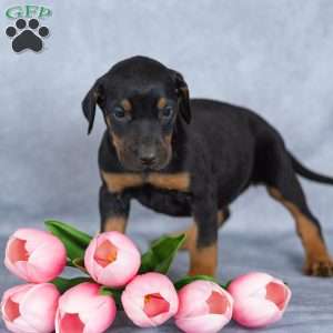Ronnie, Doberman Mix Puppy