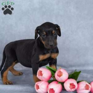 Ronnie, Doberman Mix Puppy