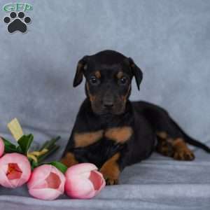 Ronnie, Doberman Mix Puppy