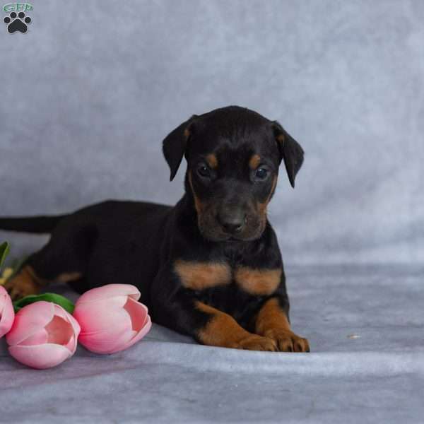 Ronnie, Doberman Mix Puppy