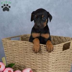 Ronnie, Doberman Mix Puppy