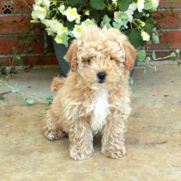 Eddie, Bich-Poo Puppy