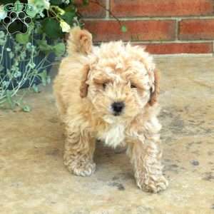 Eddie, Bich-Poo Puppy