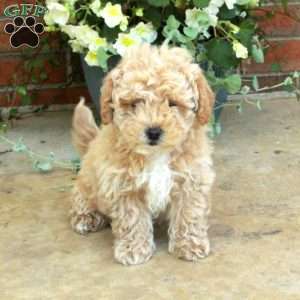 Eddie, Bich-Poo Puppy