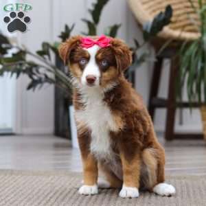 Eden, Miniature Australian Shepherd Puppy