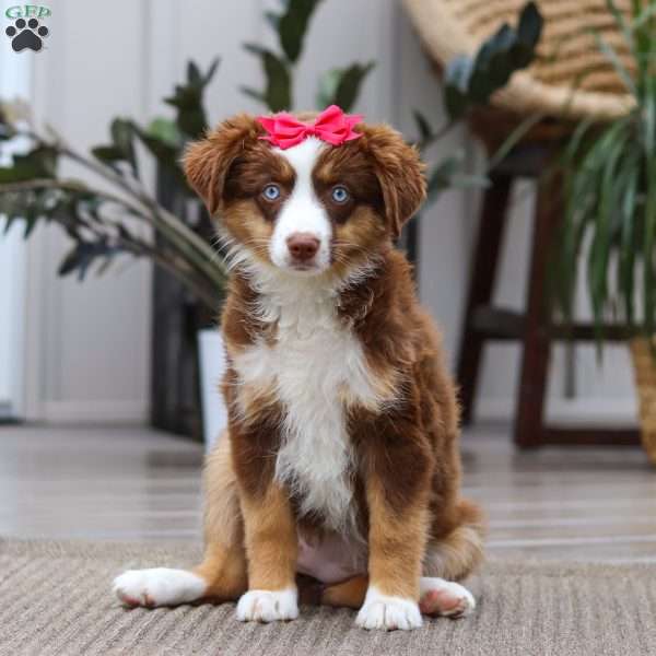 Eden, Miniature Australian Shepherd Puppy