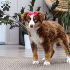 Eden, Miniature Australian Shepherd Puppy