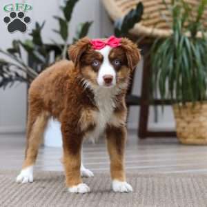 Eden, Miniature Australian Shepherd Puppy