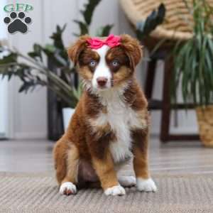 Eden, Miniature Australian Shepherd Puppy
