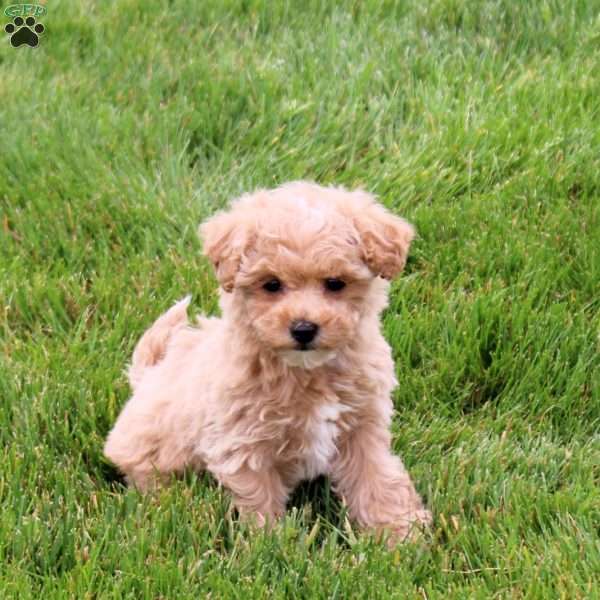 Effie, Bich-Poo Puppy