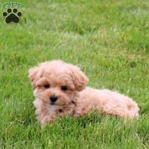 Effie, Bich-Poo Puppy