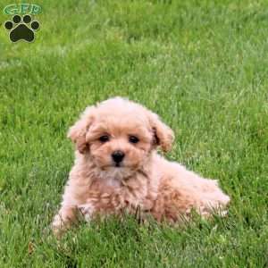 Effie, Bich-Poo Puppy