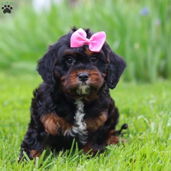 Elena, Cavapoo Puppy