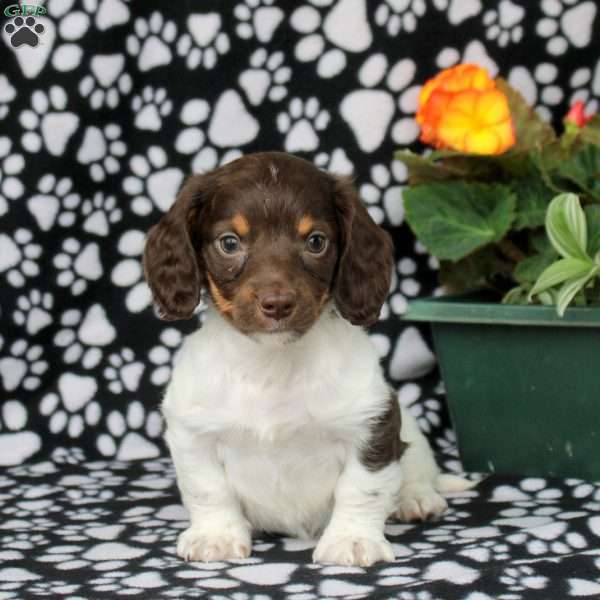 Elias, Dachshund Puppy