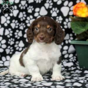 Elias, Dachshund Puppy