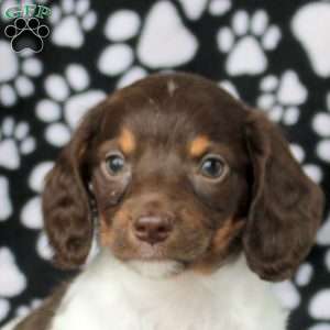 Elias, Dachshund Puppy