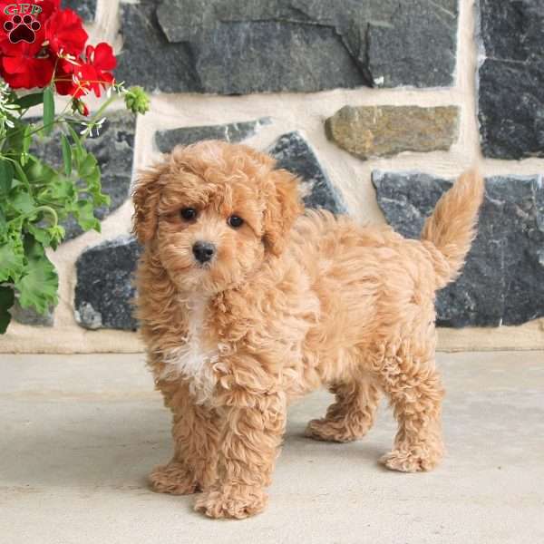Elise, Bich-Poo Puppy