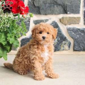 Elise, Bich-Poo Puppy