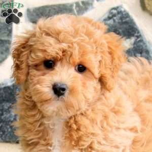 Elise, Bich-Poo Puppy