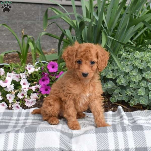 Ellie, Miniature Poodle Puppy