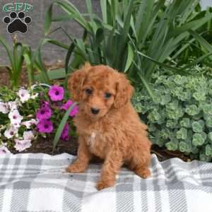 Ellie, Miniature Poodle Puppy