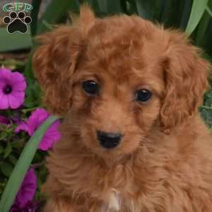 Ellie, Miniature Poodle Puppy